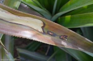 White leaf spot