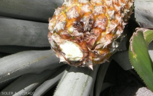 Fusariose de l'ananas