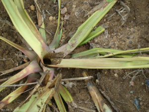 Phytophthora de l'ananas