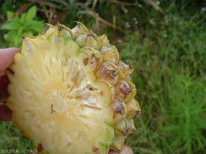 Vu des dégâts interne du coup de soleil de l'ananas 