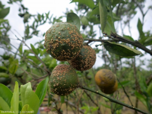 scab fruit 