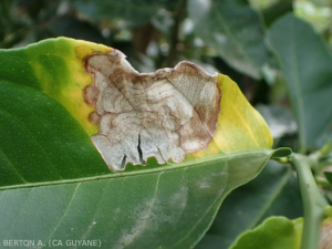 Corticium (Areolate leaf spot of citrus)