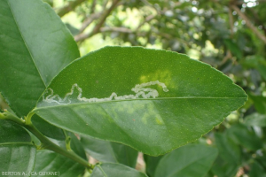 Mineuse des agrumes (Phyllocnistis citrella) 2