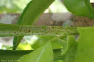 Mineuse des agrumes (Phyllocnistis citrella) 3