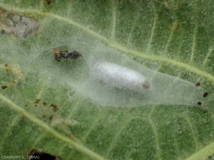 chenille-cocon-braconidae