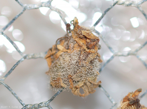 Botrytis_nécrose fleur