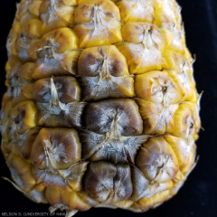 Black rot sur le fruit.
<br>Crédit photo : Scot Nelson, CC0 1.0 universel (CC0 1.0) Transfert dans le Domaine Public.