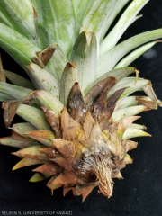 pineapple-ananas-comosus-butt-rot