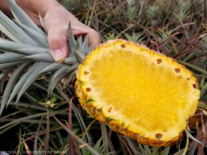 pineapple-ananas-comosus-translucent-fruit-pulp