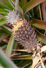 phytophtora ananas 