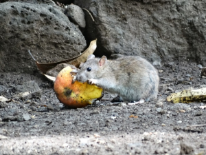 rat et mangue