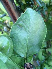 feuilles tetranyques