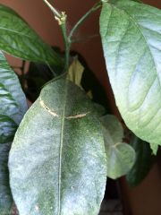 citrus spider mites