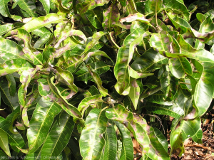 Sur certains cultivars, les jeunes pousses et les jeunes feuilles sont très sensibles à l'Oïdium et peuvent se recroqueviller et se déformer. Les feuilles plus âgées sont plus résistantes aux infections.
<br>Crédit photo : Scot Nelson, CC0 1.0 universel (CC0 1.0) Transfert dans le Domaine Public.