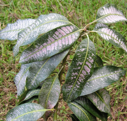 thrips injury to leaves