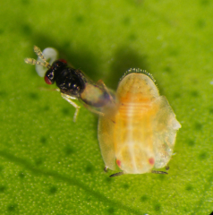 Tamarixia radiata, Diaphorina citri