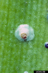 Diaspis bromeliae