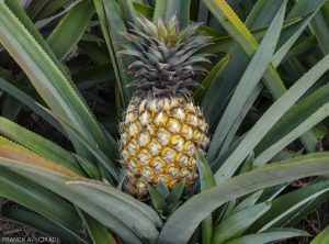 ananas