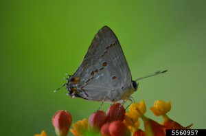 pineapple borer (Strymon sp.)