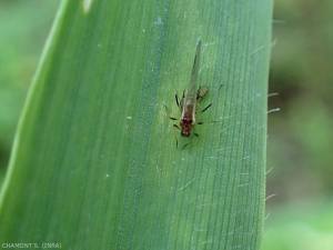 Adulte ailé <em>Sitobion avenae</em> : tête et thorax brun, abdomen vert à brun, pattes avec les extrémités des fémurs, des tibias et des tarses noirs 
