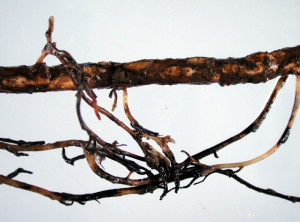 Phytophtora_racines infectées 