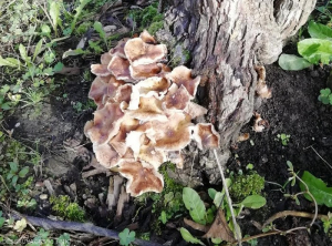 Armillaire_carpophore