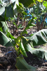 BSV nanisme des plants symptomes filiaire sur la dernière feuille émise