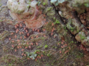 Pseudaulacaspis_larves