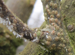 Pseudaulacaspis_boucliers