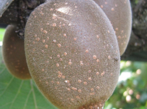 Pseudaulacaspis_boucliers sur fruits