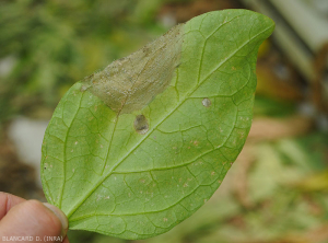 Botryosporium18