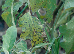 Alternaria1