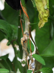 Lésion humide, brunâtre ceinturant la tige sur plusieurs centimètres de ce pied d'aubergine.  Notez la présence de gros sclérotes noirs sur certains secteurs de tissus altérés. (<i>Sclerotinia sclerotiorum</i>)