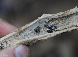 Sclerotinia9