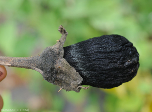 Fruit d’aubergine ratatiné et momifié consécutivement au parasitisme de <i>Lasiodiplodia theobromae</i>.