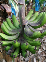 Freckle banane