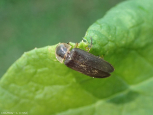 <em><b>Lampyris noctiluca</em></b> adulte, coléoptère Lampiridae, dont la larve se nourrit de gastéropodes.