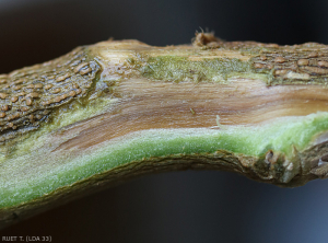 Coupe longitudinale d'un tige altérée où l'on observe un brunissement marqué des vaisseaux. <b><i> Fusarium oxysporum </i> f.  sp.  <i> melongenae </i></b>