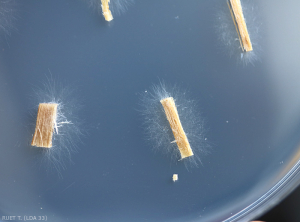 La culture de fragments de vaisseaux sur milieu nutritif en boîte de Petri permet de mettre en évidence <b><i> Fusarium oxysporum </i> f.  sp.  <i> melongenae </i></b>. Le mycélium du champignon se développe à partir des explants mis en culture.