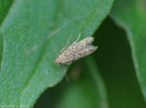 Papillon adulte de <i><b>Tuta absoluta</i></b> sur foliole de tomate.