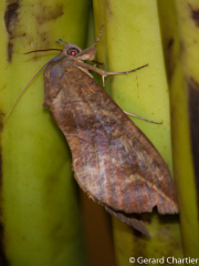 Eudocima phalonia