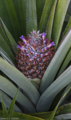 Fleur de l'ananas