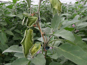 Lésion humide, brunâtre ceinturant la tige sur plusieurs centimètres de ce pied d'aubergine.  Notez le flétrissement  des feuilles situées en aval de la lésion. (<i><b>Sclerotinia sclerotiorum</i></b>)