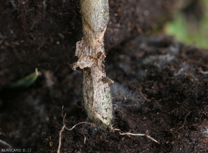 Détail d'une lésion chancreuse sèche et étendue sur la partie basse de la tige d'un plant d'aubergine. Notez la décomposition des tissus du cortex.
 <i><b>Rhizoctonia solani</i> </b>