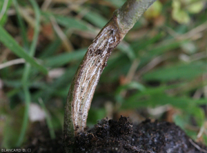 Détail d'un éclatement de la tige d'un plant d'aubergine sur sa partie basse proche du sol. <i><b>Rhizoctonia solani</i></b> 