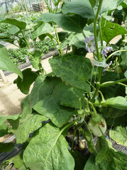 Pied d'aubergine dont les feuilles présentent une légère déformation du limbe ainsi qu'une alternance de tissu vert clair et vert foncé (mosaïque, marbrure). <b>Virus de la mosaïque du concombre</b> (<i>Cucumber mosaic virus</i>, CMV)