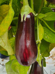 Légère déformation sur fruit, présentant quelques décolorations sous forme de plages longitudinales. <b>Virus de la marbrure et du rabougrissement de l'aubergine</b> (<i>Eggplant mottled dwarf virus</i>, EMDV)