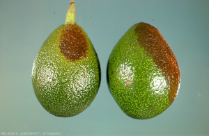 anthracnose avocat