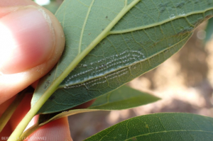 Avocat Aleurodicus