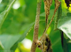 Comme sur tous les organes affectés, <i><b>Botrytis cinerea</b></i> forme une moisissure grise à beige sur ce chancre sur tige qui caractérise sa présence. (moisissure grise, grey mold)